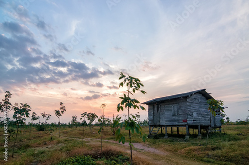 Old small wooden house at a rubber plantation in the morning