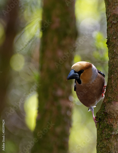 Hawfinch, male on the tree , vertical photo