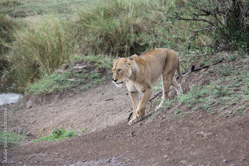 Naklejka premium lion,tanzania