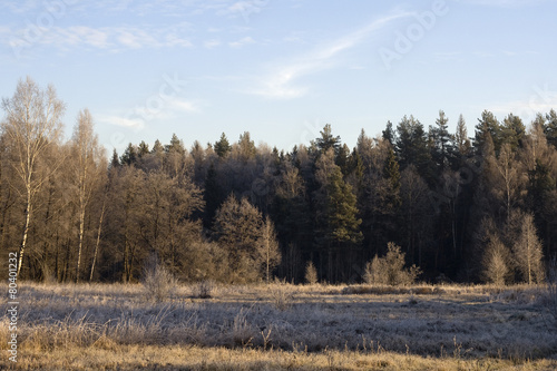 Wallpaper Mural Frosty morning in the woods in the early winter Torontodigital.ca