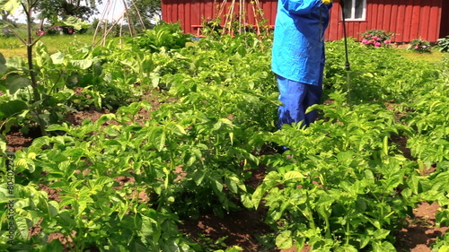Peasant farmer man in workwear fertilize potato plants in garden photo