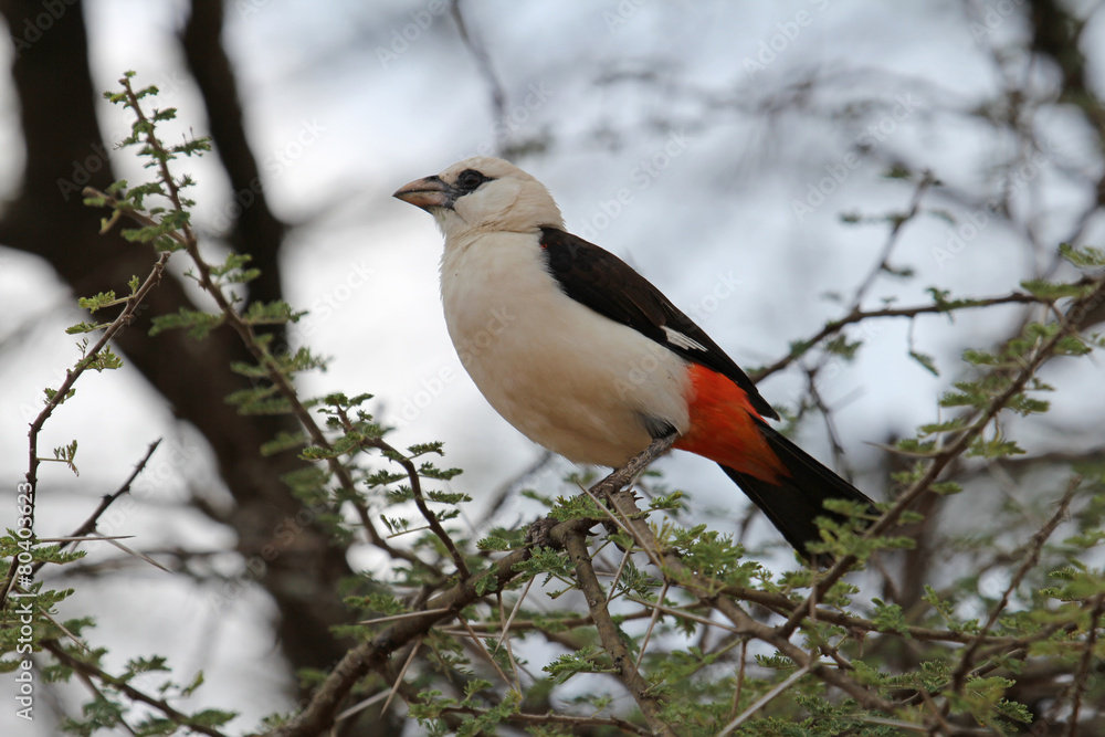 white headed,Tanzania white headed,Tanzania