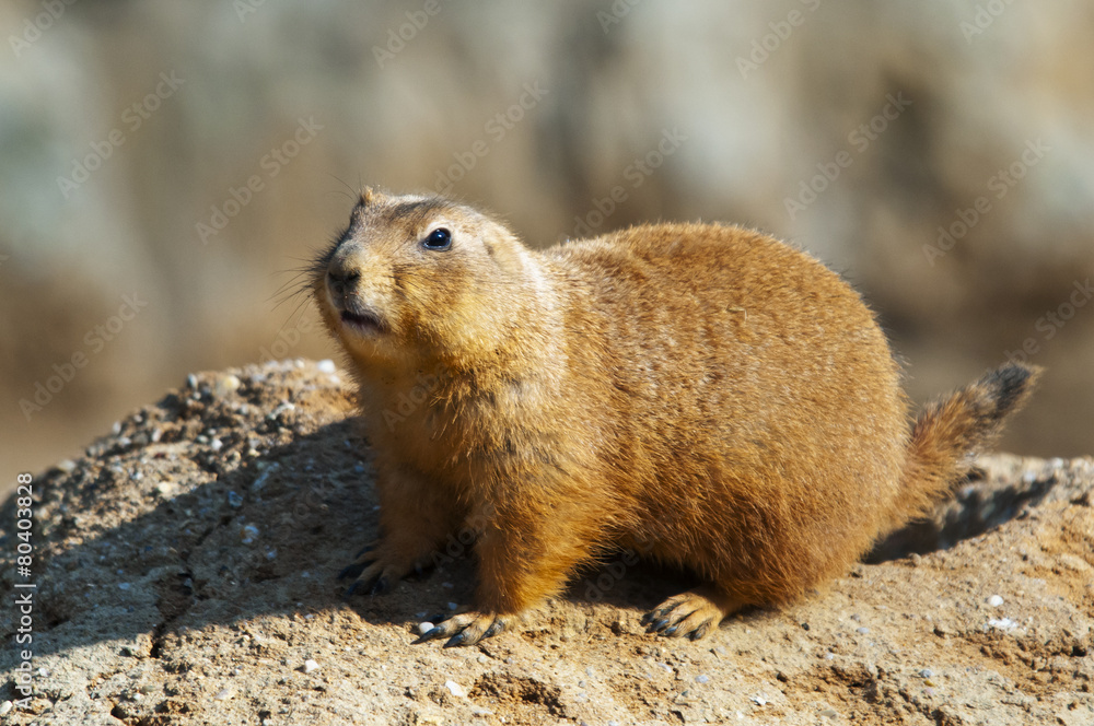 Black-tailed prairie dog Black-tailed prairie dog