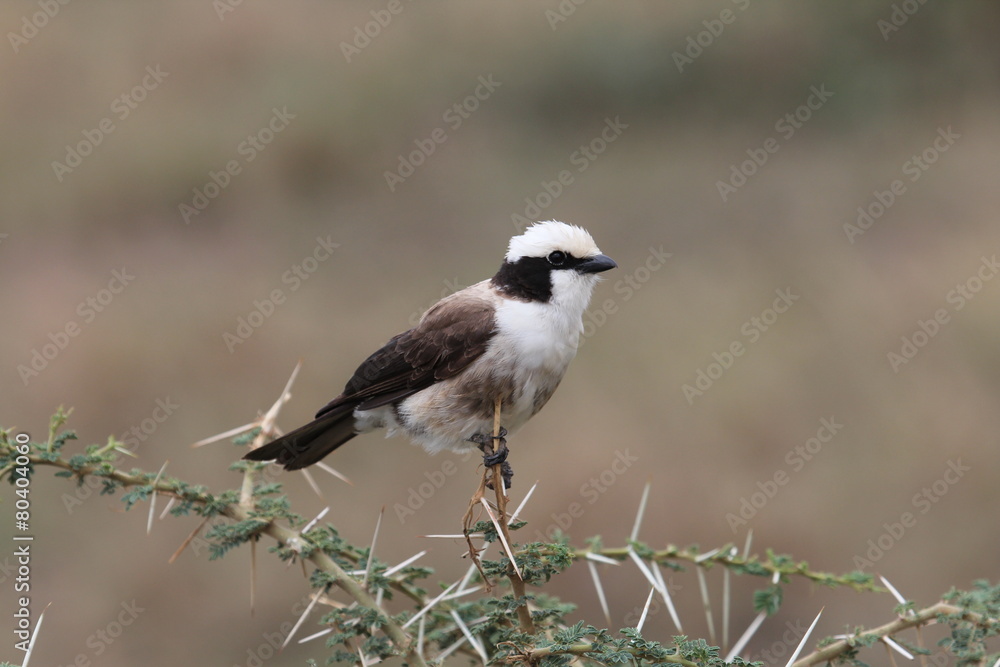 white dumped helmet shrike,Tanzania white dumped helmet shrike,Tanzania