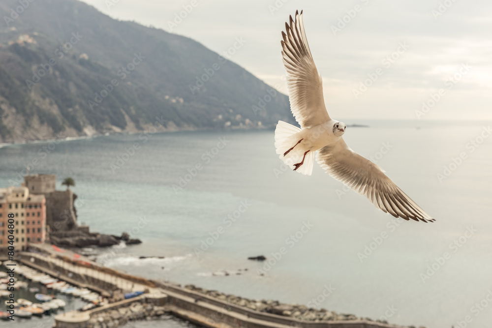 Obraz premium Seagull flying over Camogli, italy