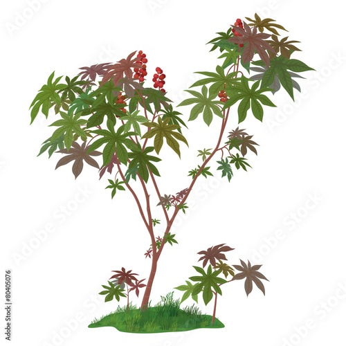 Castor Plant and Green Grass