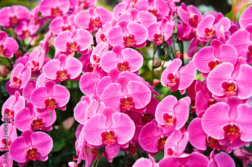 Fototapeta Naklejka Na Ścianę i Meble -  Violet Orchid flowers .