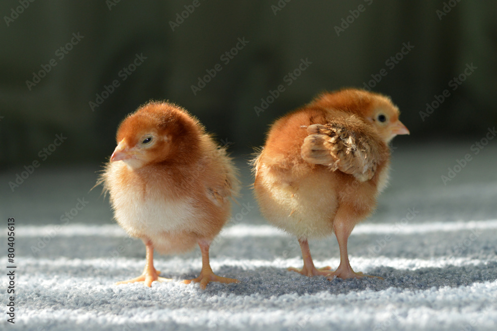 Easter chick Easter chick