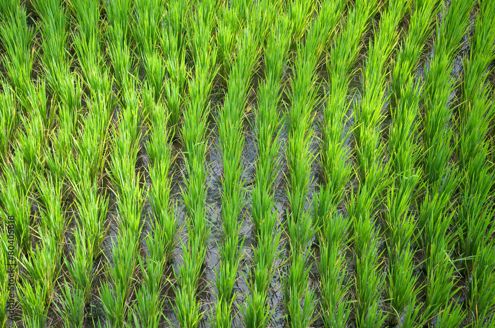 The rice terrace at Tegalang village, Ubud Indonesia The rice terrace at Tegalang village, Ubud Indonesia
