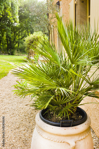 Palm in pot outside old stone house in the South of France