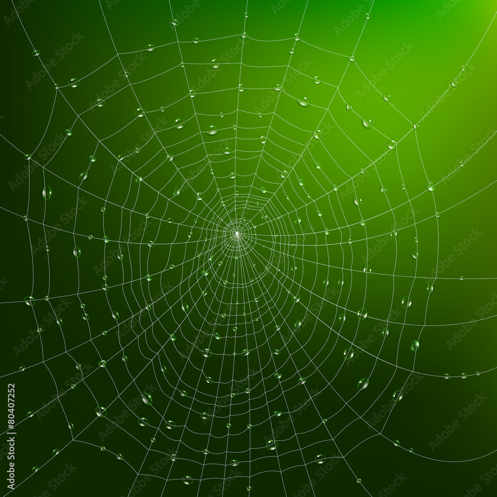 Spider Web With Drops