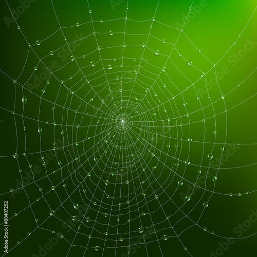 Spider Web With Drops