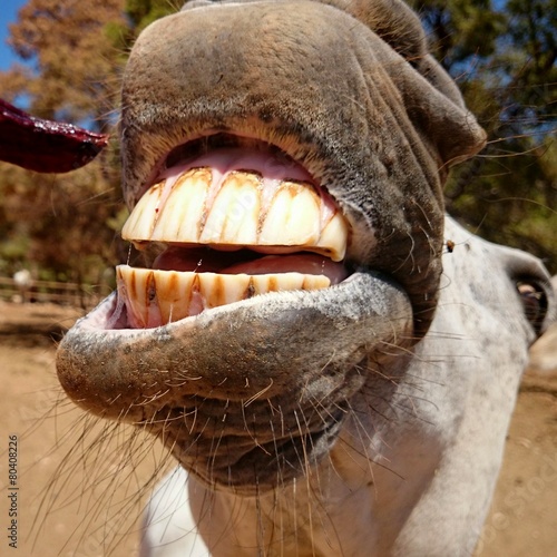 Dentadura de caballo © Ricardo Ferrando
