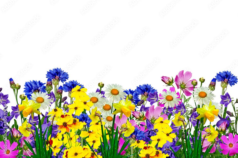 Fototapeta premium flowers isolated on white background