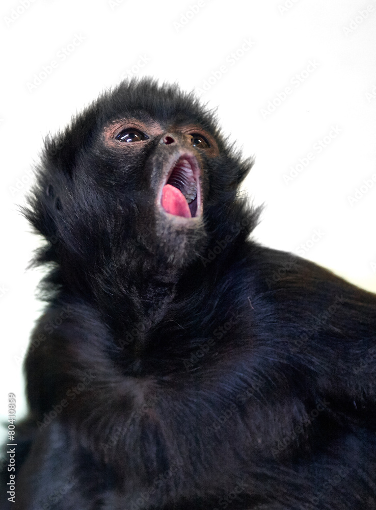 Fototapeta premium Yawning Chimpanzee