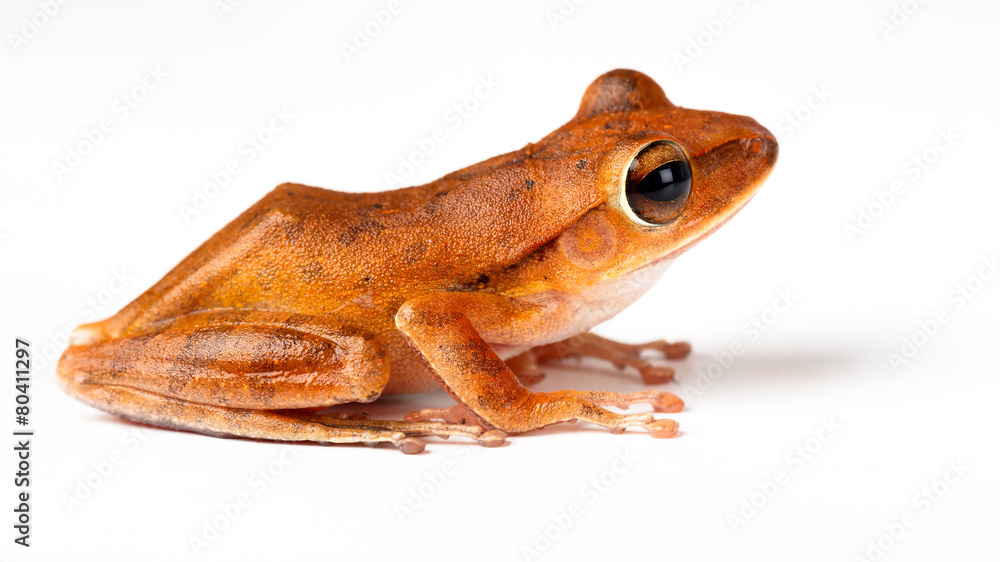 Obraz premium Species of a small green frog