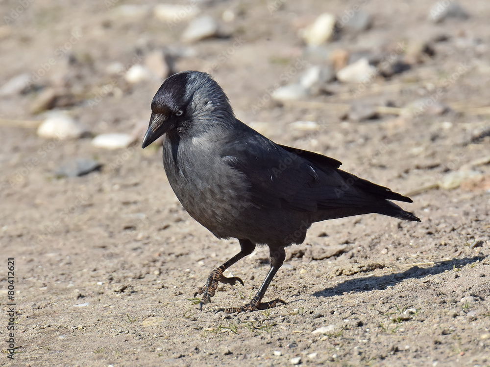 Obraz premium Western Jackdaw (Corvus monedula)