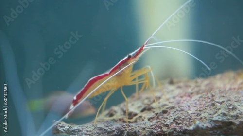 shrimp Lysmata photo