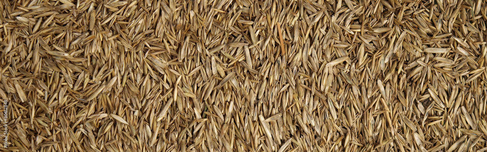Close up of grass seed