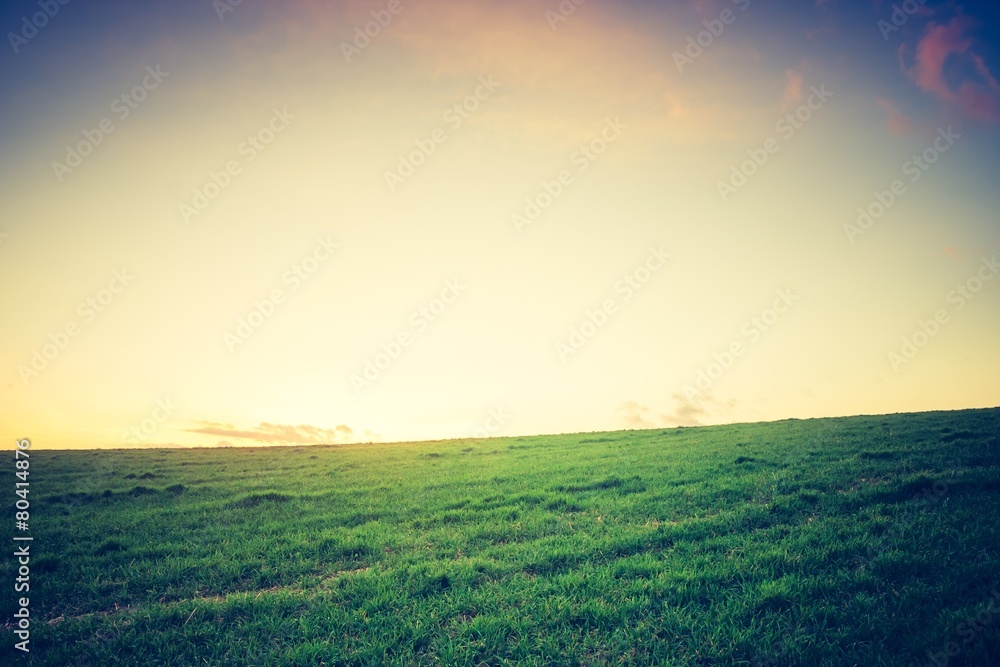 Vintage photo of young green cereal field