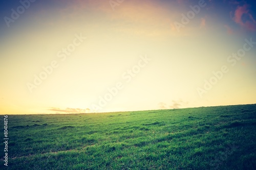 Vintage photo of young green cereal field