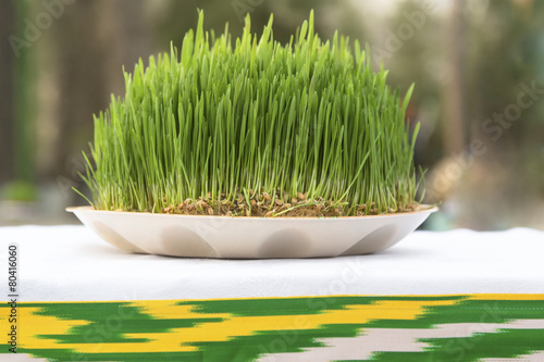 View of Sabzeh - sprouted wheat germ for Nowruz celebration
