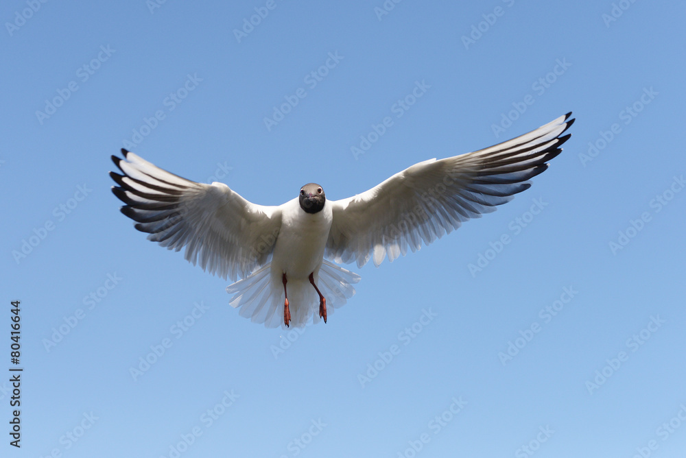Fototapeta premium Black-headed Gull, Chroicocephalus ridibundus