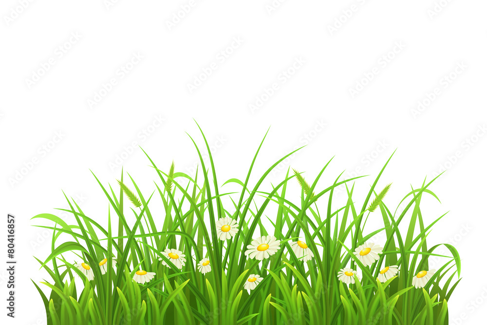 Fototapeta premium Spring green grass and daisies on white background