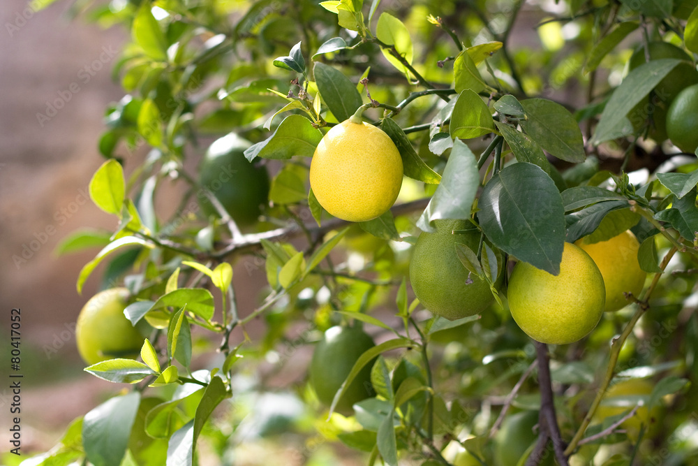 Yellow and green lemons growing on the tree. Yellow and green lemons growing on the tree.