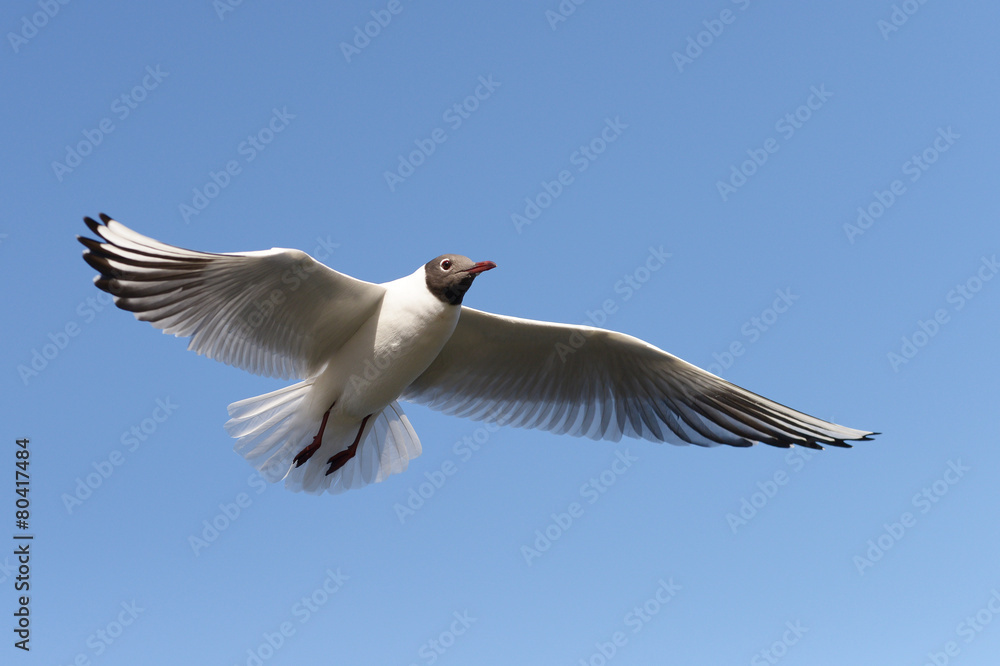 Black-headed Gull, Chroicocephalus ridibundus Black-headed Gull, Chroicocephalus ridibundus