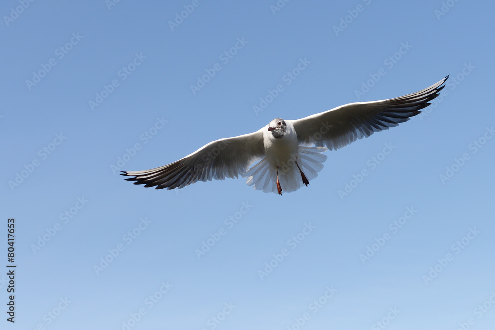 Black-headed Gull, Chroicocephalus ridibundus Black-headed Gull, Chroicocephalus ridibundus