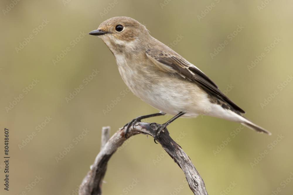 Pied Flycatcher ( Ficedula hypoleuca ) in winter plumage. Spain Pied Flycatcher ( Ficedula hypoleuca ) in winter plumage. Spain
