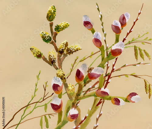 Branches of the pussy willow with flowering bud