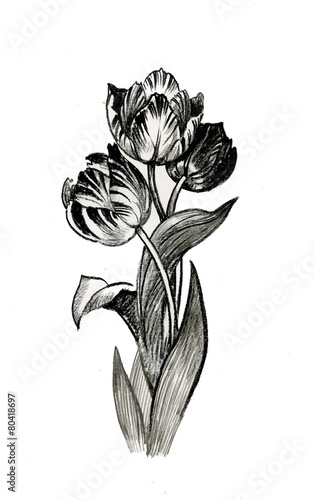 Beautiful tulips painted in watercolor