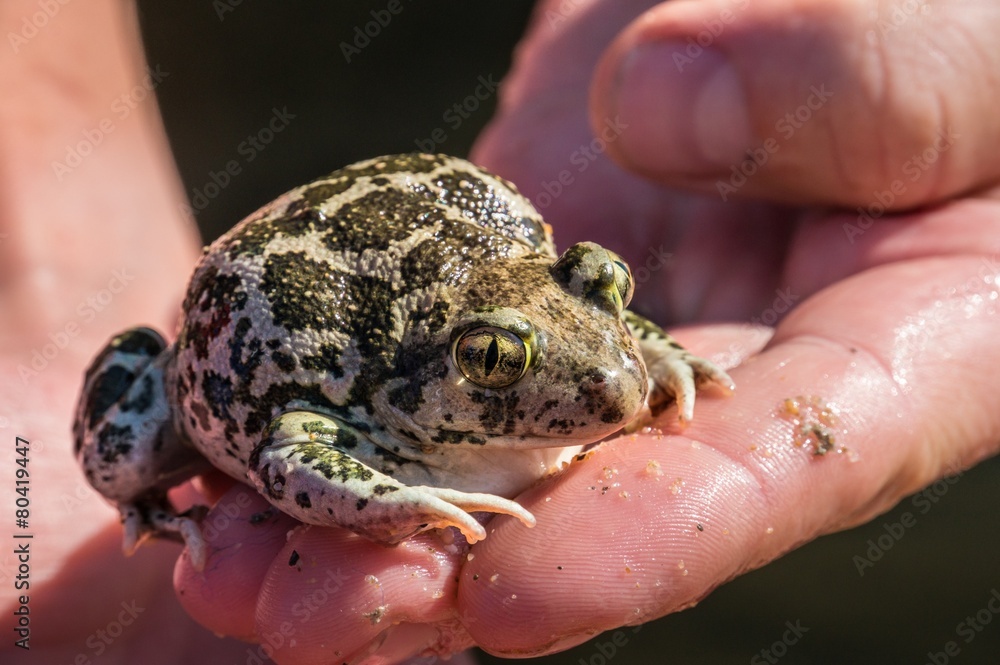 Obraz premium Toad on hand