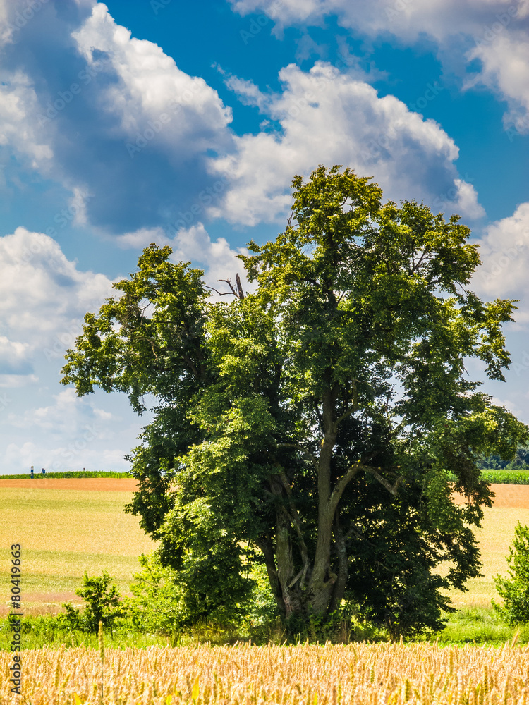 Fototapeta premium Bayerische Landschaft mit Getreidefeld
