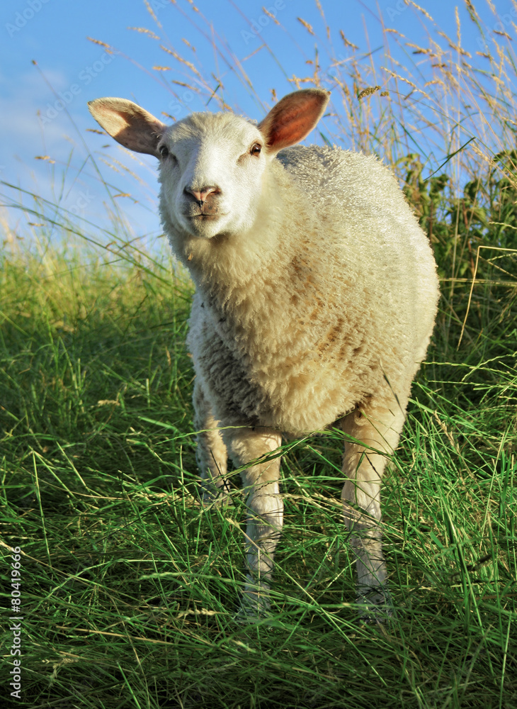 Obraz premium Amazed sheep