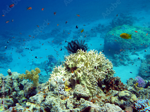 coral reef with crinoid in tropical sea, underwater