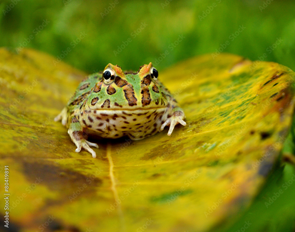 Naklejka premium frog pacman(ceratophrys ornata)