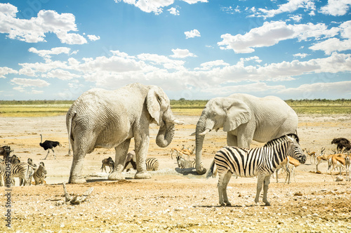 Group of wild mixed animals in Etosha Park in Namibia photo