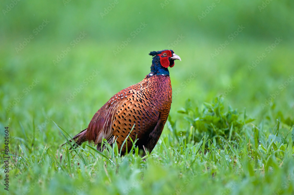 Naklejka premium Common pheasant