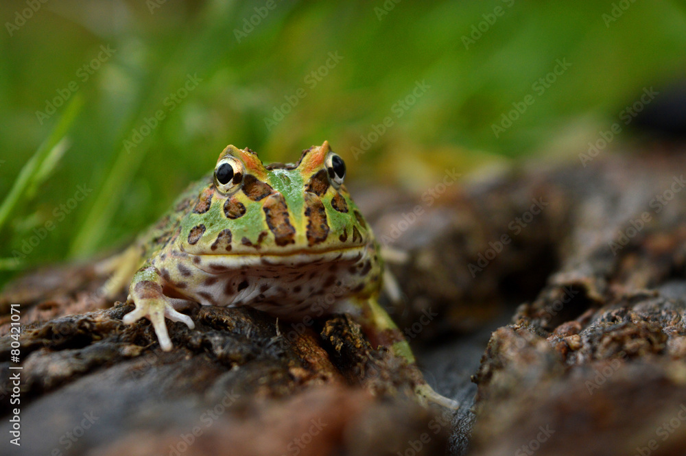Naklejka premium frog pacman(ceratophrys ornata)