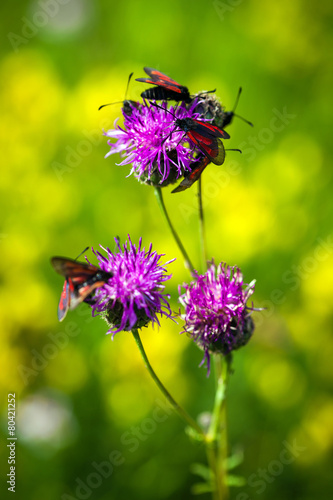Fototapeta Naklejka Na Ścianę i Meble -  Red butterfly on pinlk Thistle (Carduus Defloratus) on green mea