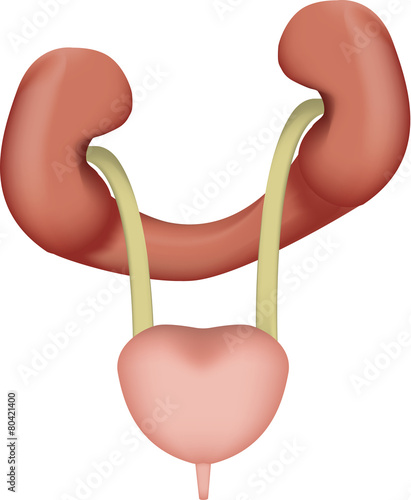 Horseshoe Kidney Isolated