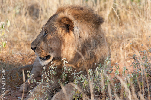 of male lion in the evening sun of Africa