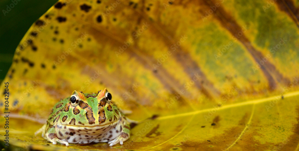 Obraz premium frog pacman(ceratophrys ornata)