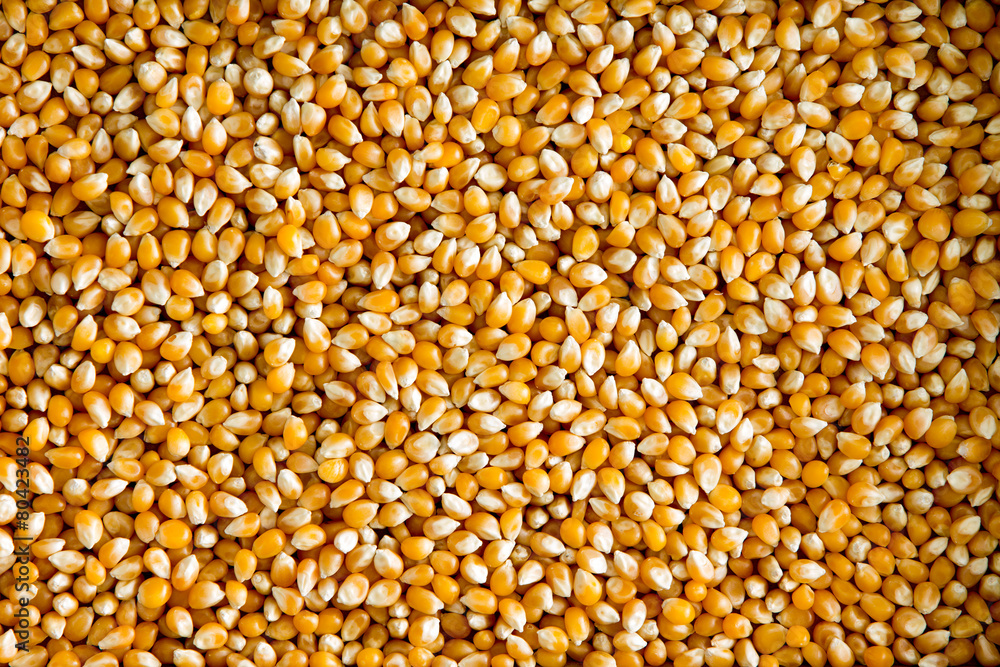 Dried corn or maize kernels Dried corn or maize kernels