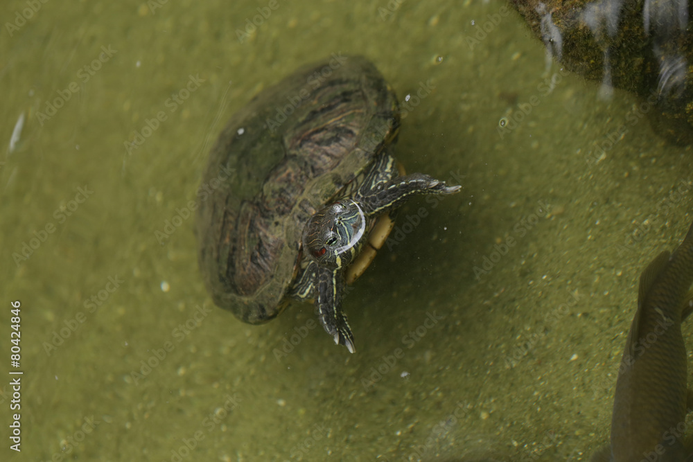 Obraz premium turtle