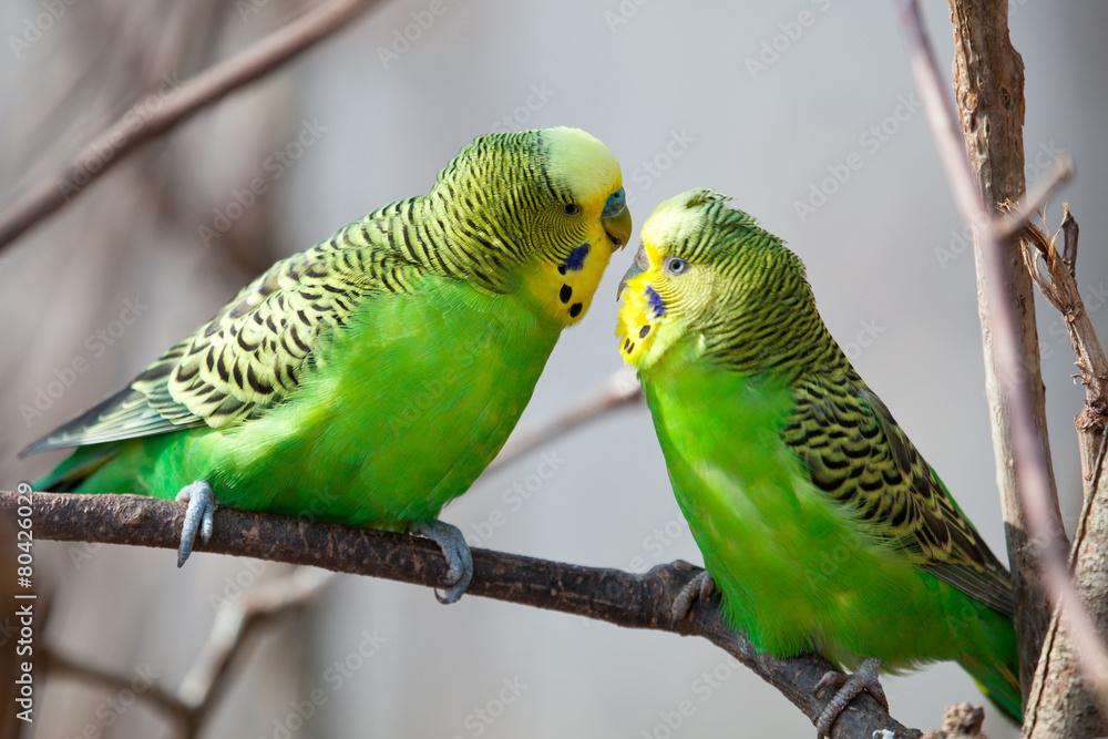 Fototapeta premium Papużki faliste