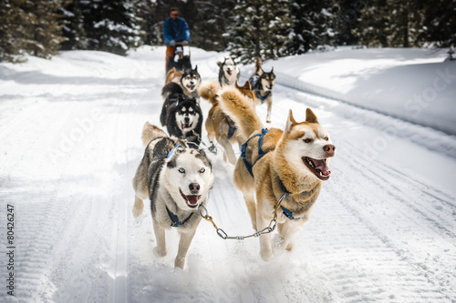 sled dogs photo